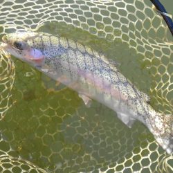 大安トラウトレイク 釣果